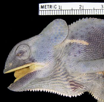 Media type: image; Herpetology R-6712
